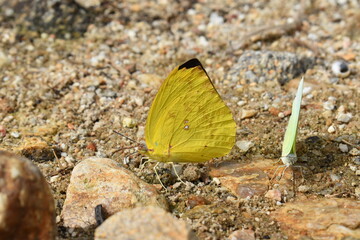 butterfly on sand eating minerals