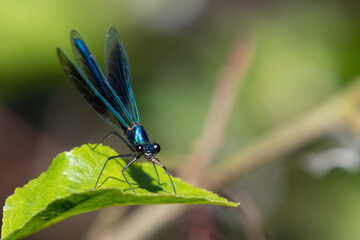 Male banded demoiselle damselfly (Calopteryx splendens) feeding on prey. Beautiful British insect portrait.