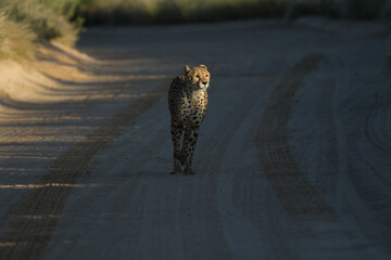 Cheetah on a dirt road in the Kgalagadi, South Africa