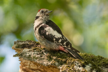 Middle spotted woodpecker - Dendrocoptes medius - perched and watching behind with green background. Photo from Milicz Ponds, Poland.