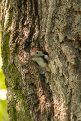 Chick of middle spotted woodpecker - Dendrocoptes medius - looking out from the hollow in tree. Photo from Milicz Ponds, Poland.