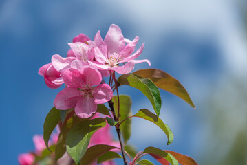 Różowe kwiaty rajskiej jabłoni © EwaAF