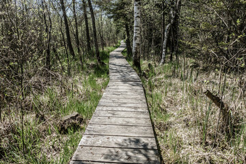 Fototapeta premium Holzsteg durch eine Moorlandschaft