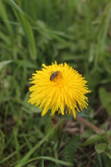 dandelion in the grass