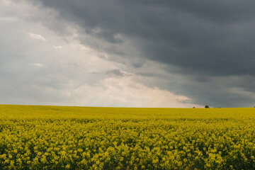 Słoneczny dzień. Pole uprawne porośnięte kwitnącym na żółto rzepakiem. Niebo częściowo zakryte ciemnymi chmurami.  - obrazy, fototapety, plakaty