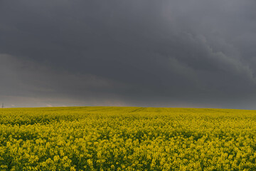 Słoneczny dzień. Pole uprawne porośnięte kwitnącym na żółto rzepakiem. Niebo częściowo zakryte ciemnymi chmurami.  - obrazy, fototapety, plakaty