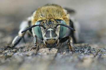 Closeup on the face of White-cheeked Banded Digger Bee ,Amegilla albigena