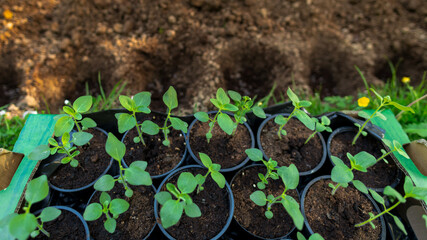 Cut flower garden. Gardening hobby. Starting a flowerbed with snapdragon seedlings. Landscaping...