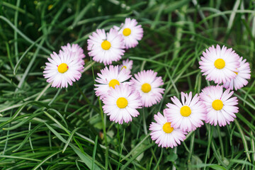Daisy in the green grass. Daisy ( Bellis perennis) head on a green blurred background with space for text © Anna Skliarenko