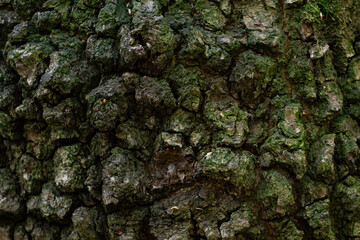 The trunk of an old mighty oak