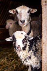 little lamb with its mother, white with a black face, portrait. Looking at the camera. Vertical photo. Mountain Carpathian breed. selected focus