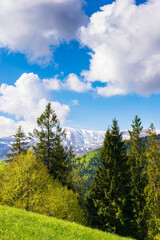 forest on the alpine meadow in spring. beautiful countryside scenery in morning light. clouds on...