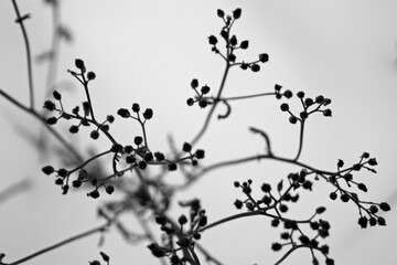 black and white background with flowers