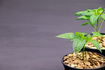 Pepper seedlings in a black pot mulched with chips.A young pepper sprout in a pot.Pepper seedlings....