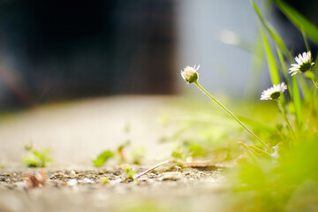 White daisy flower by the concrete path, selective focus, sunlight