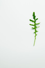 Obraz premium Top view of arugula leaf on white background.