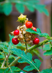 Beautiful red litchi tomato (Solanum) natural fruits in Bangladesh.