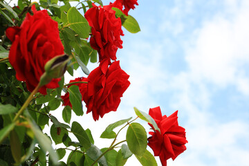 咲き香る薔薇の花