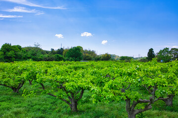 Fototapeta na wymiar 晴れた日の新緑の柿の木畑