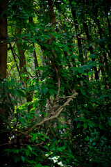Obraz premium The giant creeper creeping in the jungle selective focus images.