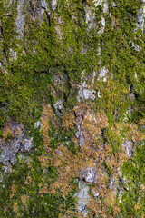 background or texture in the form of a wooden surface with moss