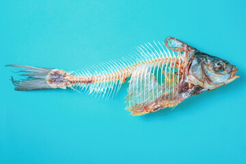 Dry fish skeleton on blue background. Animal bones throw in trash