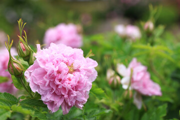 咲き香る薔薇の花