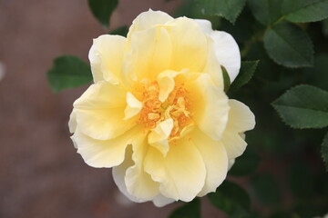 咲き香る薔薇の花