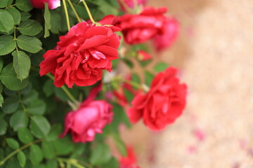 Fototapeta premium 咲き香る薔薇の花