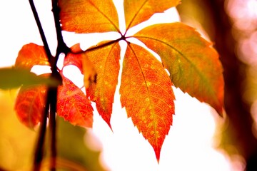 the colours of autumn