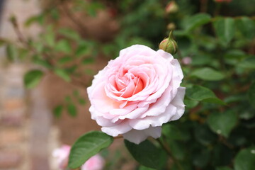 咲き香る薔薇の花