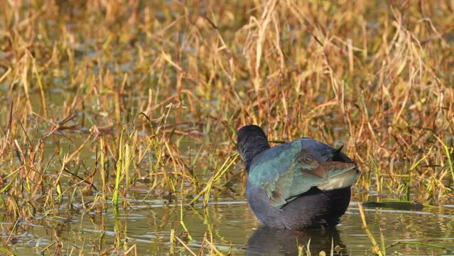 Western swamphen or Porphyrio porphyrio or purple moorhen and common moorhen closeup shot pulling grass thread from wetland at keoladeo national park bharatpur bird sanctuary rajasthan india asia