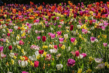 Blooming tulips flowerbed in Keukenhof flower garden. Keukenhof is the world's largest flower and tulip garden park in South Holland. Lisse, South Holland, the Netherlands.