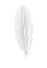 Realistic White Feather Composition