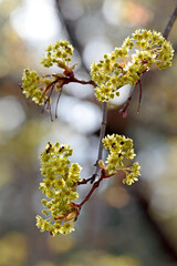 Southern wood ants feed on maple flowers