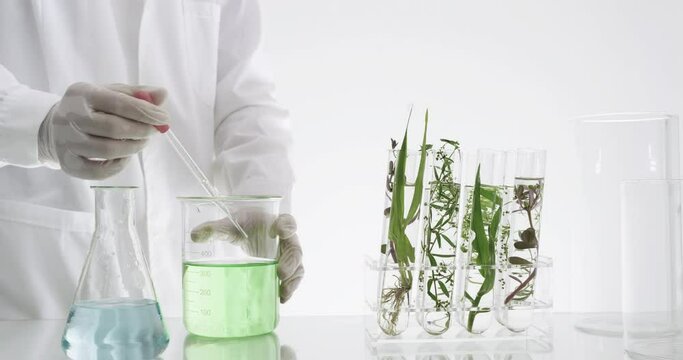 Sientist work with plant in test tubes in laboratory. Dolly shot
