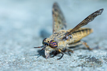 the hunter eye of a horsefly