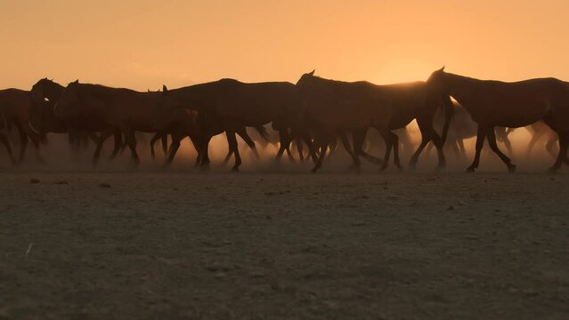 A crowded pack of wild horses are pacing in sunset in slow motion.