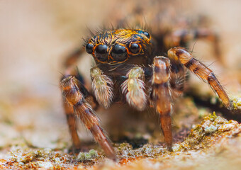 Little jumping spider looking to the camera