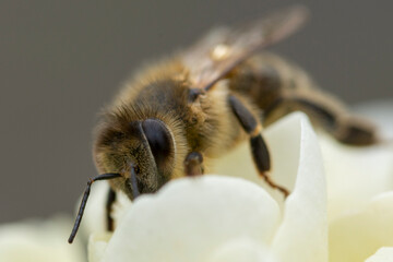 a bee on white roses