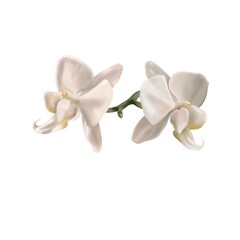 Fototapeta na wymiar watercolor white orchid. Phalaenopsis is a realistic tropical flower. isolated illustration
