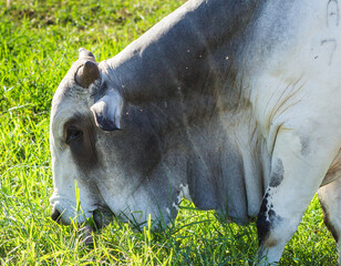 zebu grazing