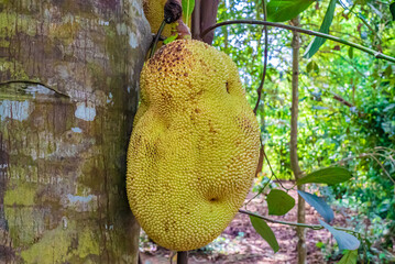 Close up of jackfruit, jaca hanging from a jackfruit tree. Species Artocarpus heterophyllus....