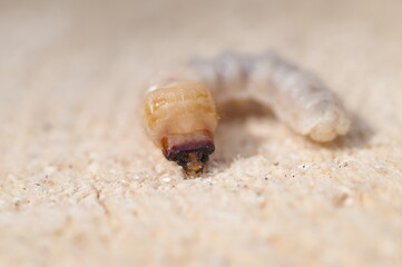 Bark beetle larva on a wooden stump close-up