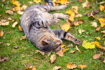 A cat lies on the grass with fallen leaves in autumn