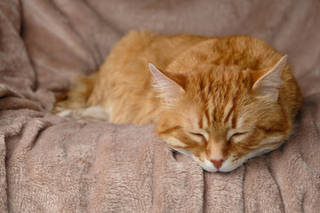 Sleeping cute ginger cat in a home bed. Close-up portrait. Domestic adult senior tabby cat having a rest. Pet therapy.