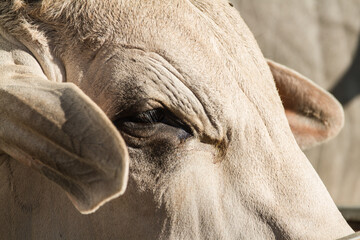 close up of a zebu