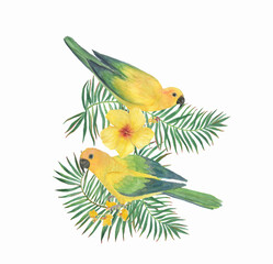 Watercolor painting  two sun conure parrots and hibiscus flower - 504912416