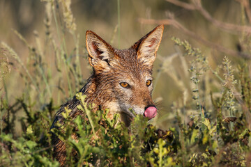 Black-backed Jackal, Kgalagadi Transfrontier Park, South Africa