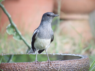 A magpie perched on a basin. -photo
